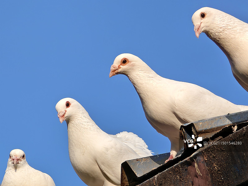 鸽子特写图片素材