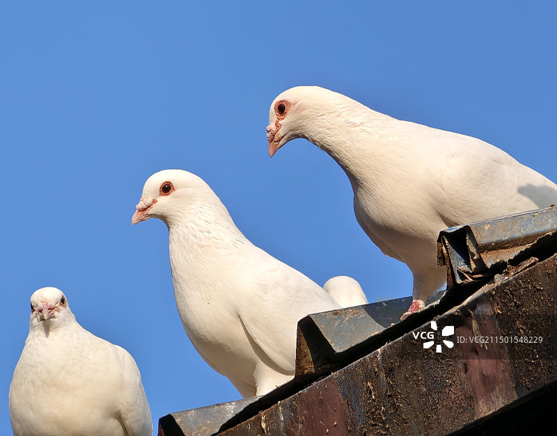 鸽子特写图片素材