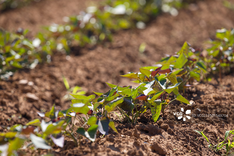 农田里的红薯幼苗,种植,生长,农业图片素材