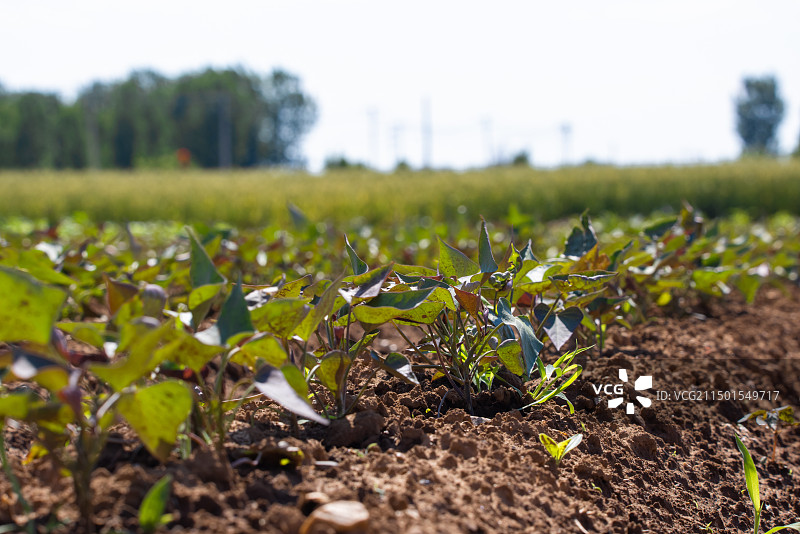 农田里的红薯幼苗,种植,生长,农业图片素材