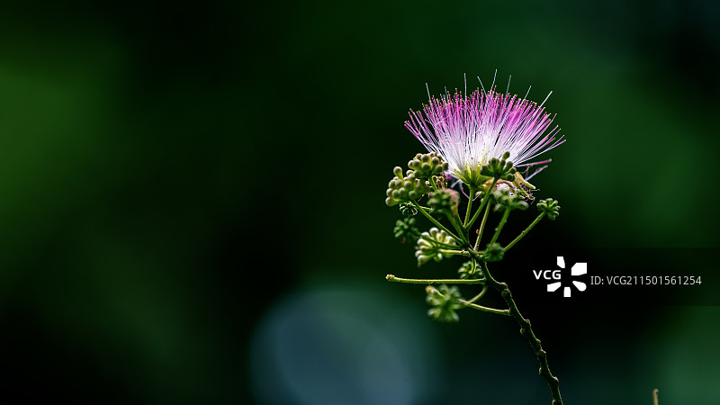 一朵合欢花图片素材