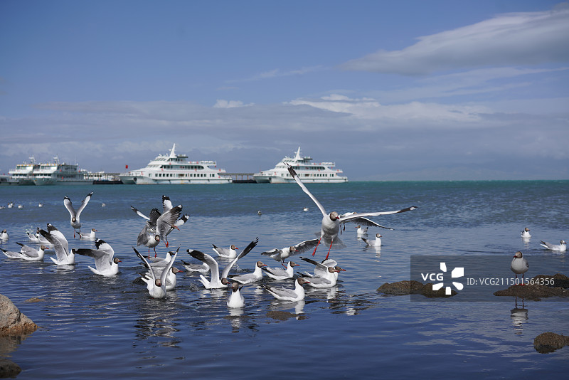 青海湖湖面上的海鸥图片素材