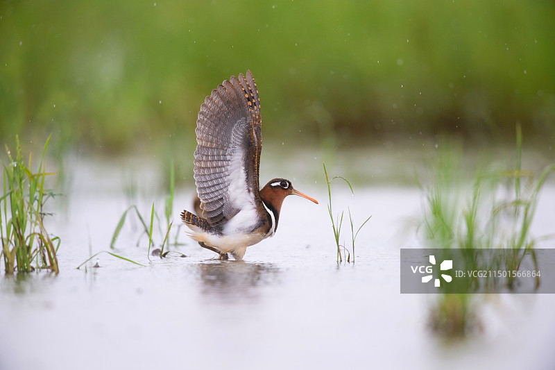 雨中的彩鹬张开了翅膀图片素材