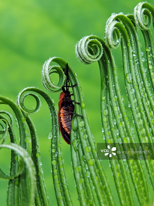 夏日绿音符图片素材