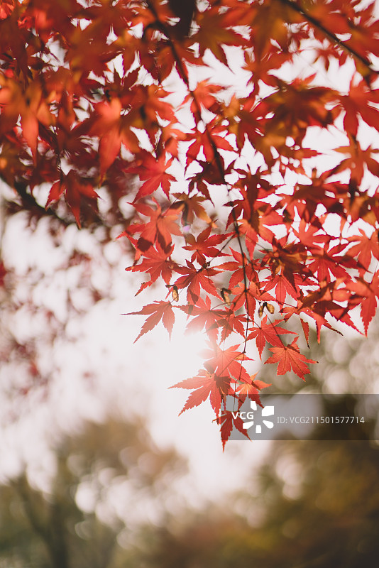 栖霞山的枫叶图片素材