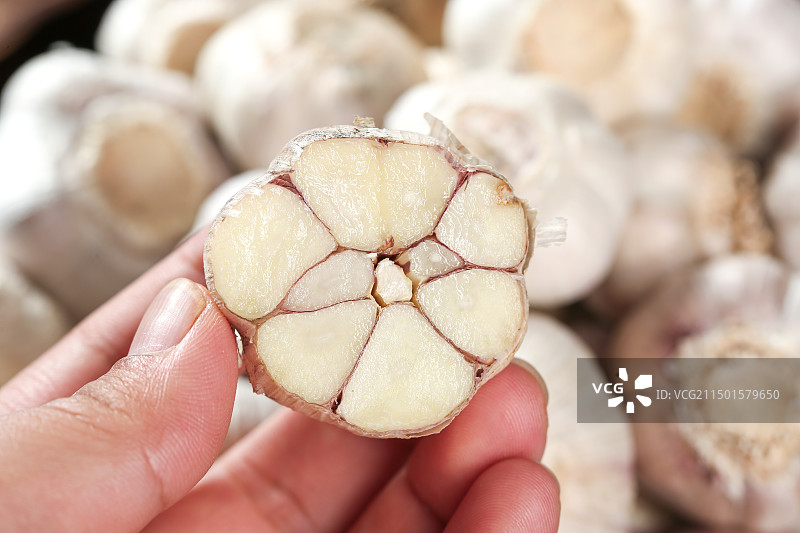 大蒜种 蒜种图片素材