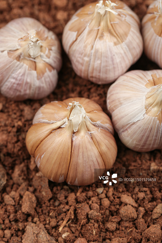 大蒜种 蒜种图片素材