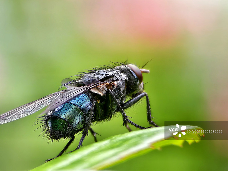 苍蝇图片素材