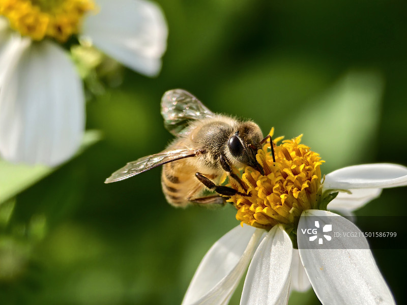 小蜜蜂图片素材