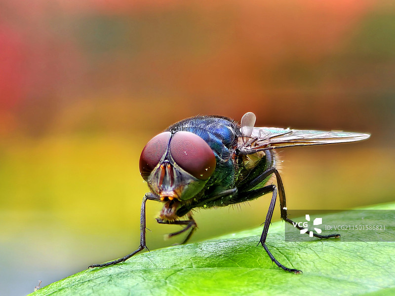 苍蝇图片素材