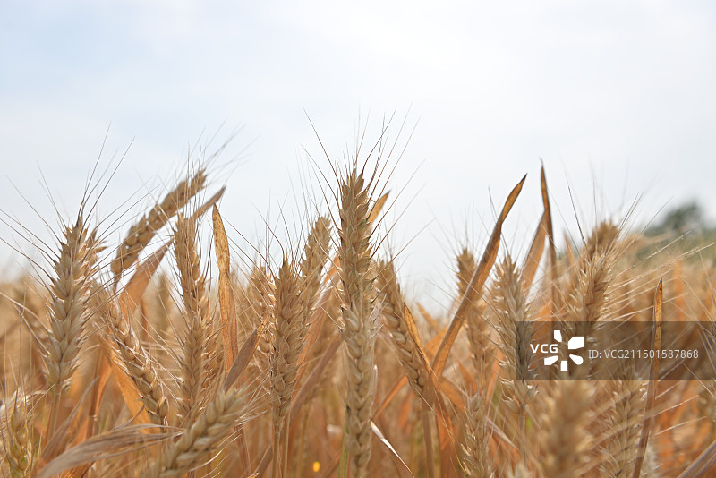丰收的季节 小麦熟了图片素材