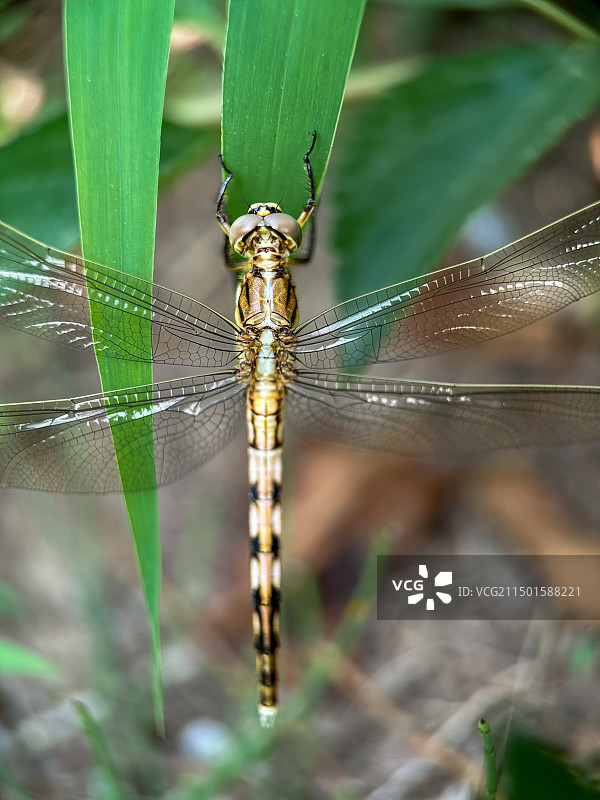 蜻蜓特写图片素材