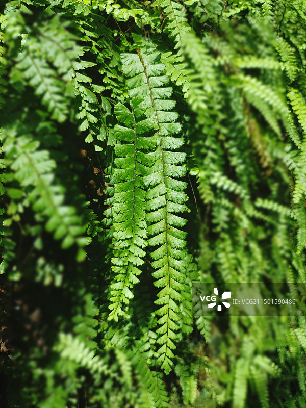 墙角的蕨类图片素材