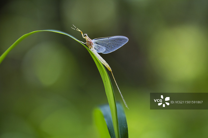 栖息在绿草上的蜉蝣图片素材