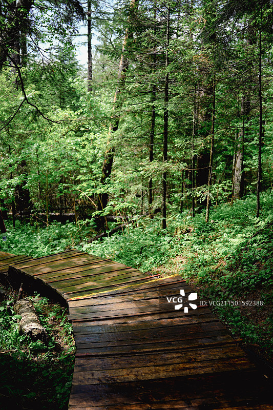 长白山北坡地下森林风景图片素材