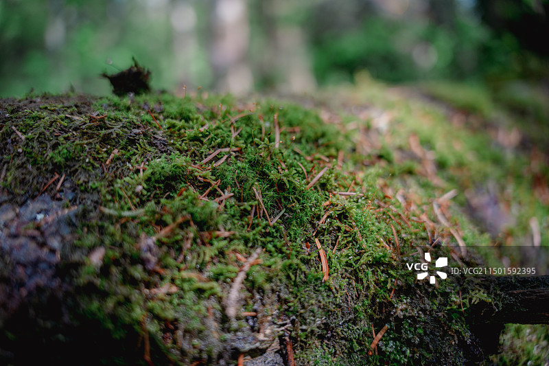 长白山北坡地下森林风景图片素材