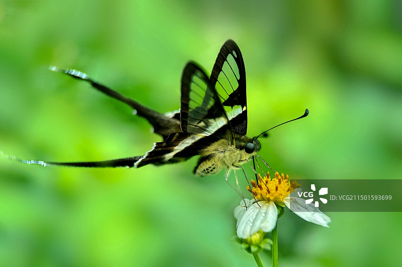 翩翩起舞图片素材