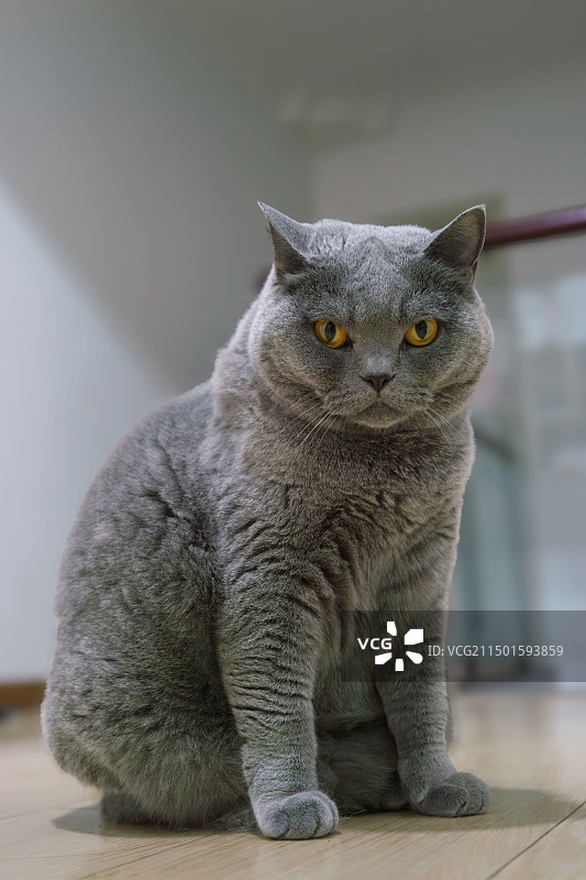 宠物猫蓝猫图片素材