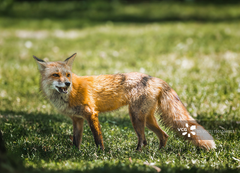 草地上的狐狸画像图片素材