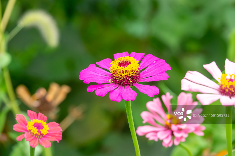 春天里的花朵图片素材