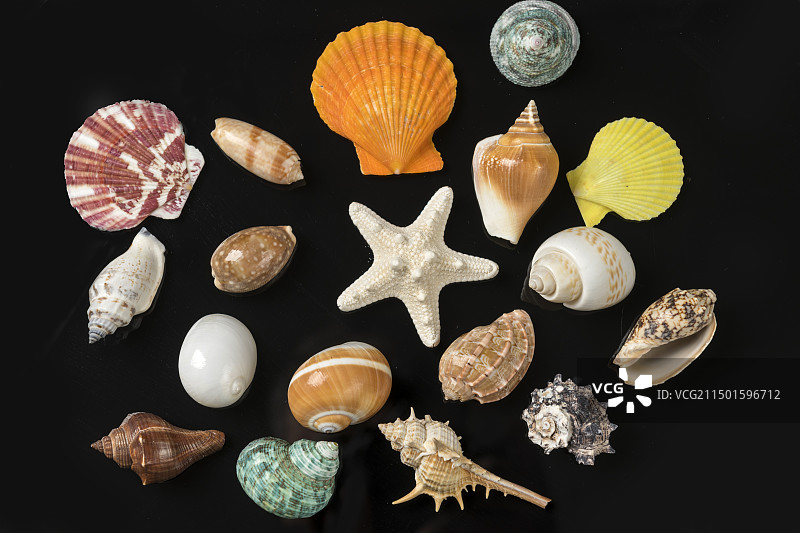 各种贝壳摆放在桌面上特写图片素材