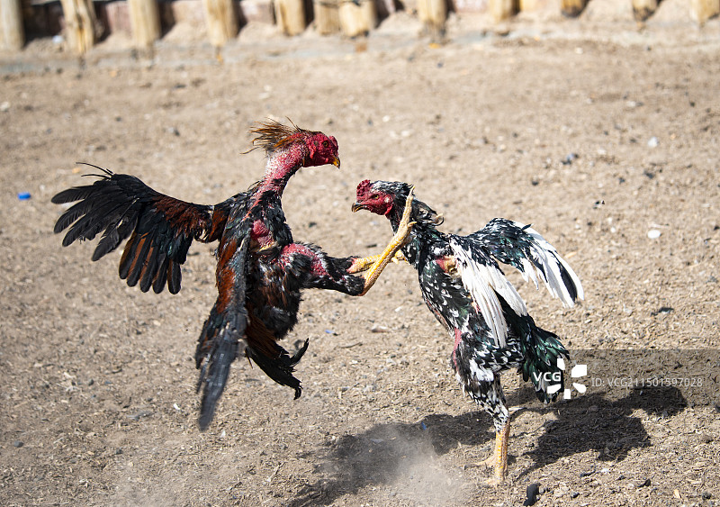 中国新疆的骑马叼羊比赛图片素材