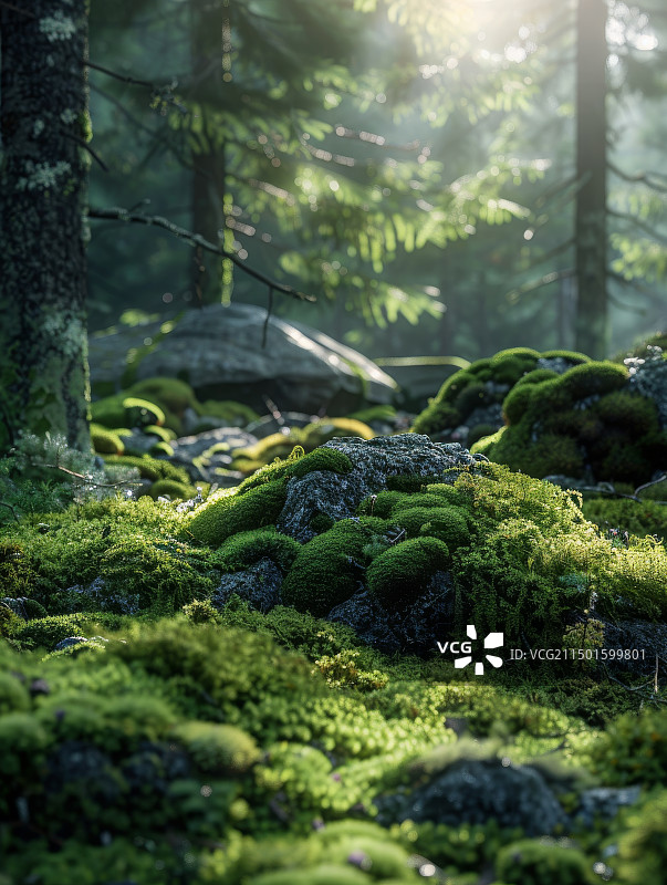 自然，微观，苔藓图片素材