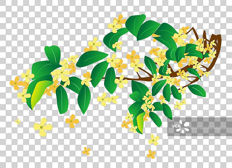 几枝桂花插画元素图片素材