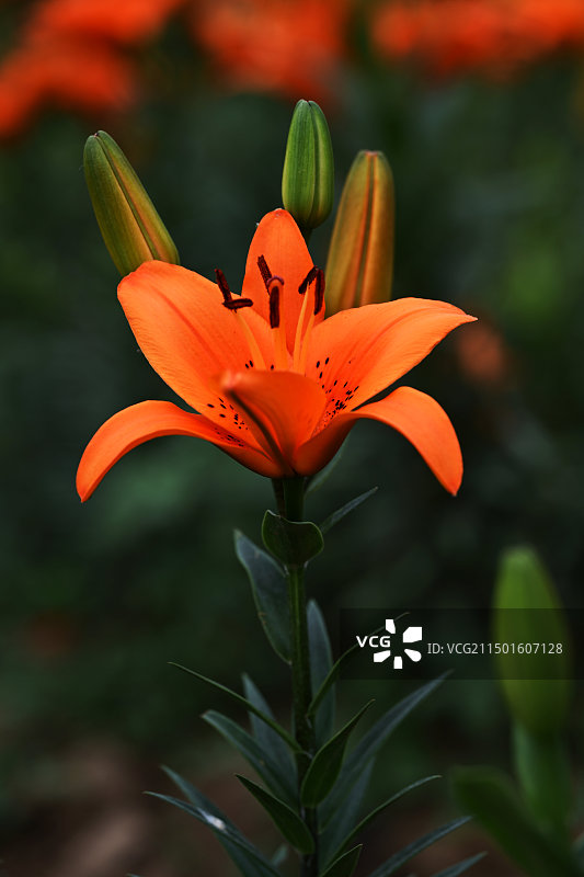 百合花济南大李村百合园位于济南市槐荫区玉清湖街道办事处大李村百合路1号，是济南市较大的百合花海。K图片素材