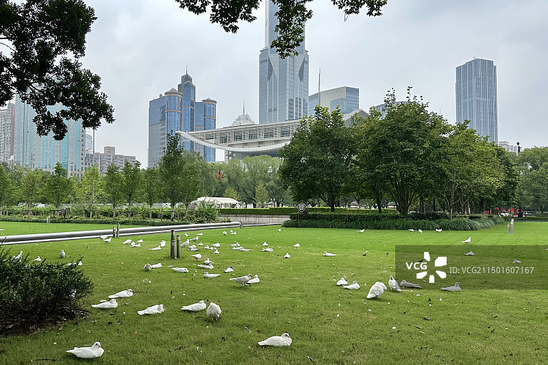 上海人民广场的鸽子，草坪，和远处的城市天际线图片素材