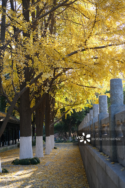 晴朗的秋天，常州红梅公园内金黄色的银杏叶落满地面图片素材