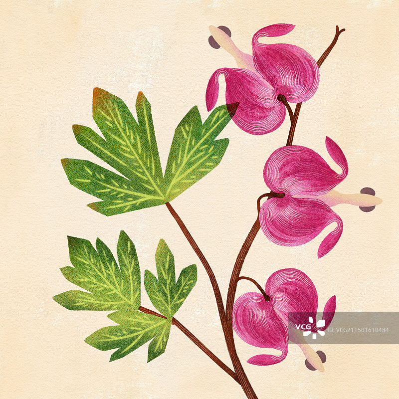 荷包牡丹图片素材