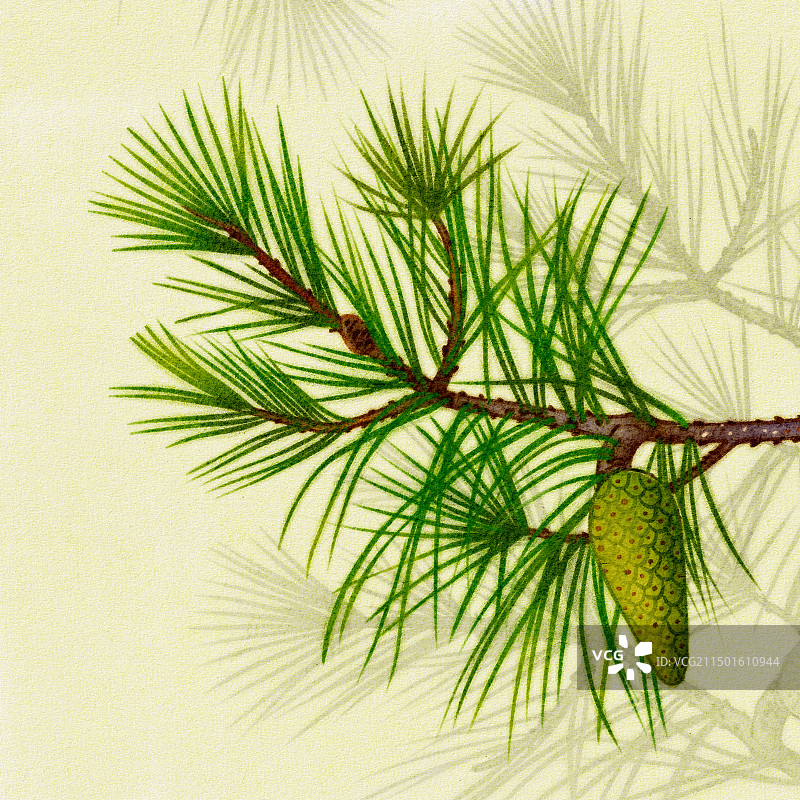 马尾松图片素材