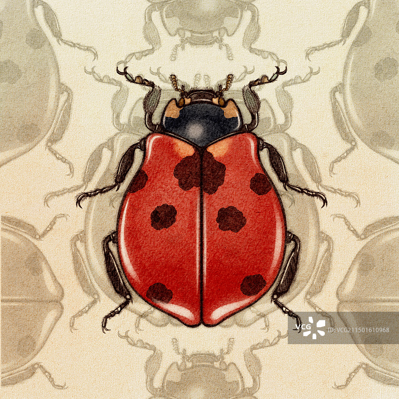 七星瓢虫图片素材