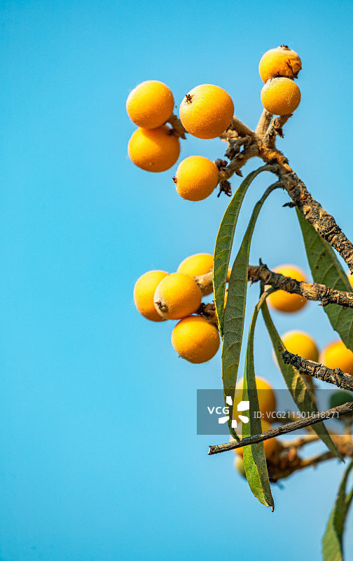 蓝天下挂满枝头成熟的枇杷果实特写镜头图片素材