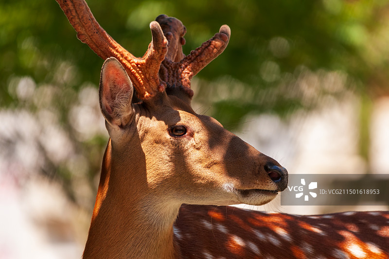 鹿回头图片素材