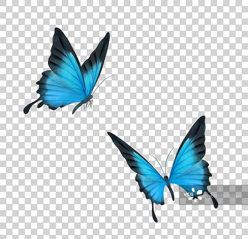 两只蓝色蝴蝶素材图片素材