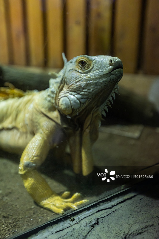 一只古巴变色蜥蜴图片素材