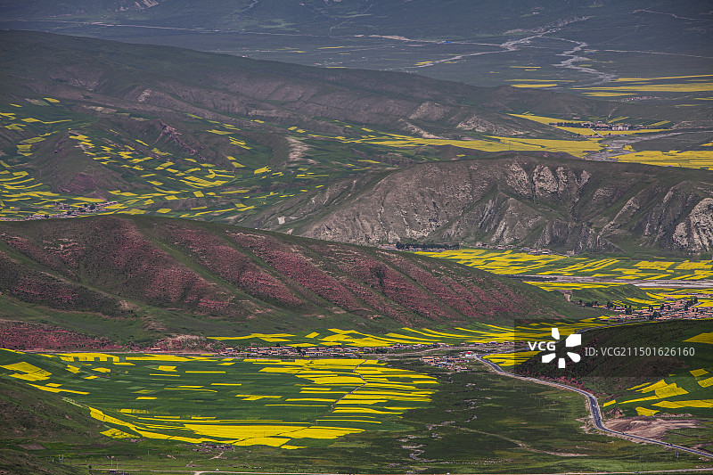 门源油菜花图片素材