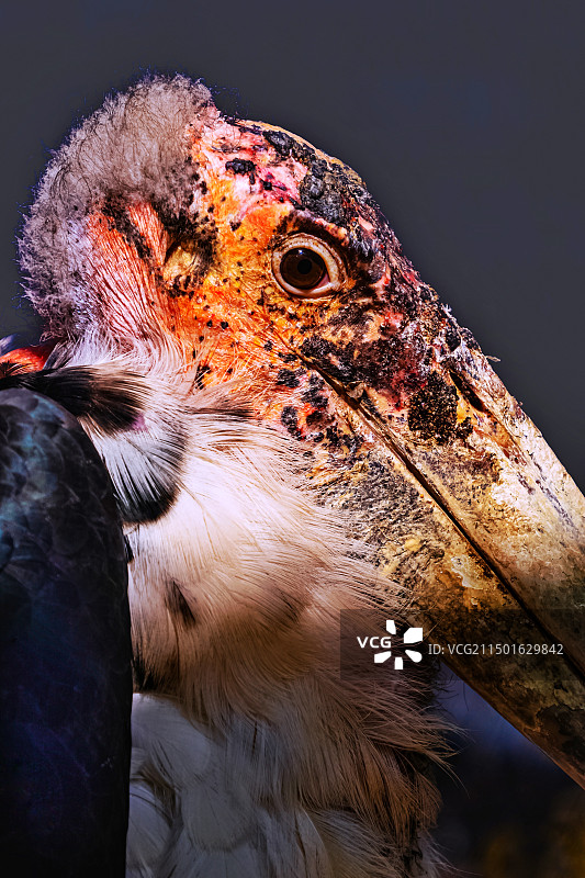 非洲秃鹳的特写图片素材