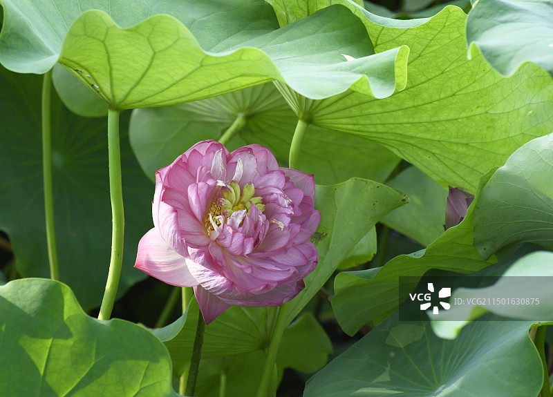 山东滕州市微山湖红荷湿地景区荷花怒放送清凉图片素材