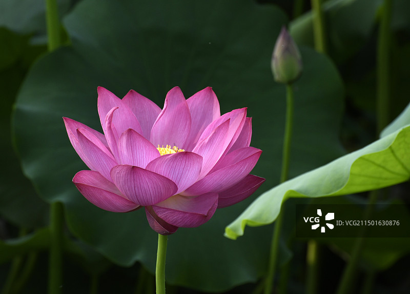 山东滕州市微山湖红荷湿地景区荷花怒放送清凉图片素材