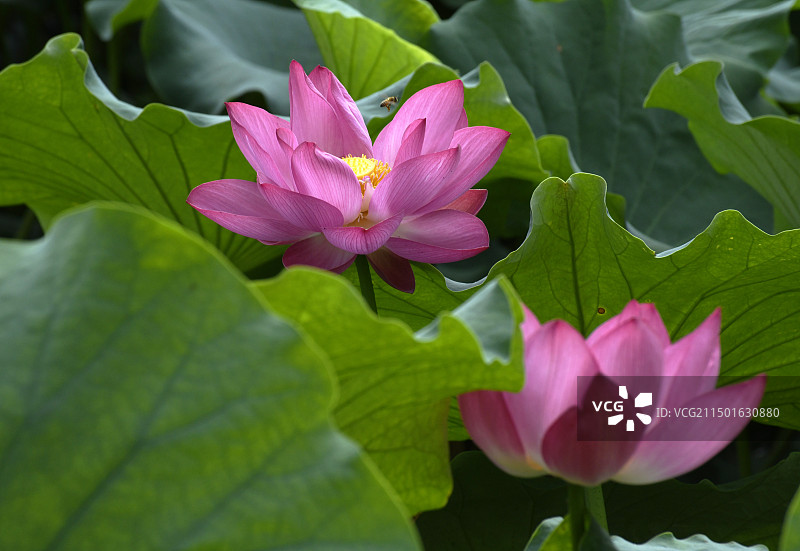 山东滕州市微山湖红荷湿地景区荷花怒放送清凉图片素材