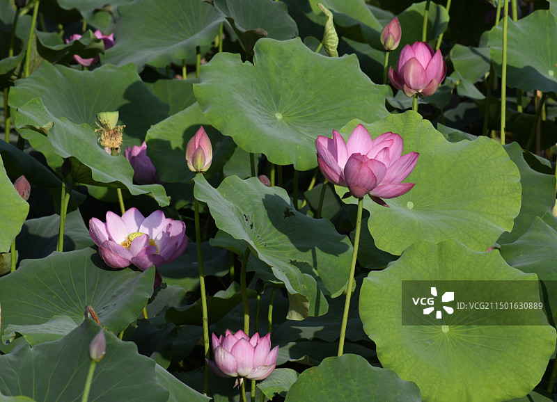 山东滕州市微山湖红荷湿地景区荷花怒放送清凉图片素材