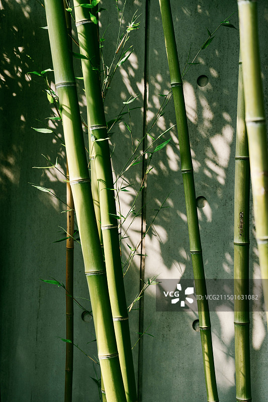 竹子光影图片素材