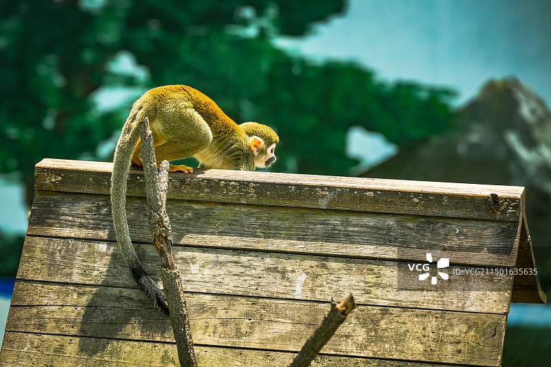 我是猴王图片素材