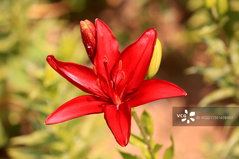 2024年6月12日，辽宁沈阳浑河北岸沈水湾公园多彩百合花陆续绽放，吸引市民及游客拍摄。图片素材