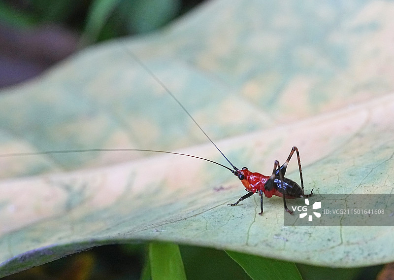 悦鸣草螽特写图片素材