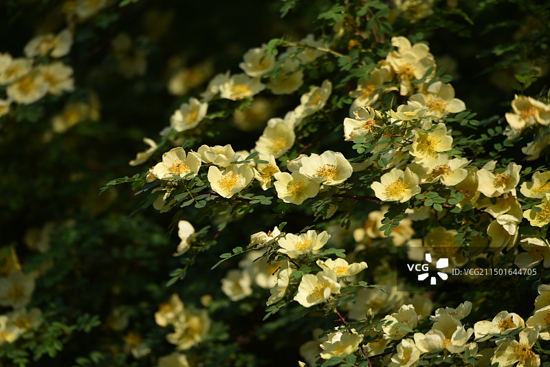 花 黄刺玫 花丛 黄花图片素材