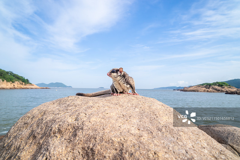 啾哥赏海图片素材